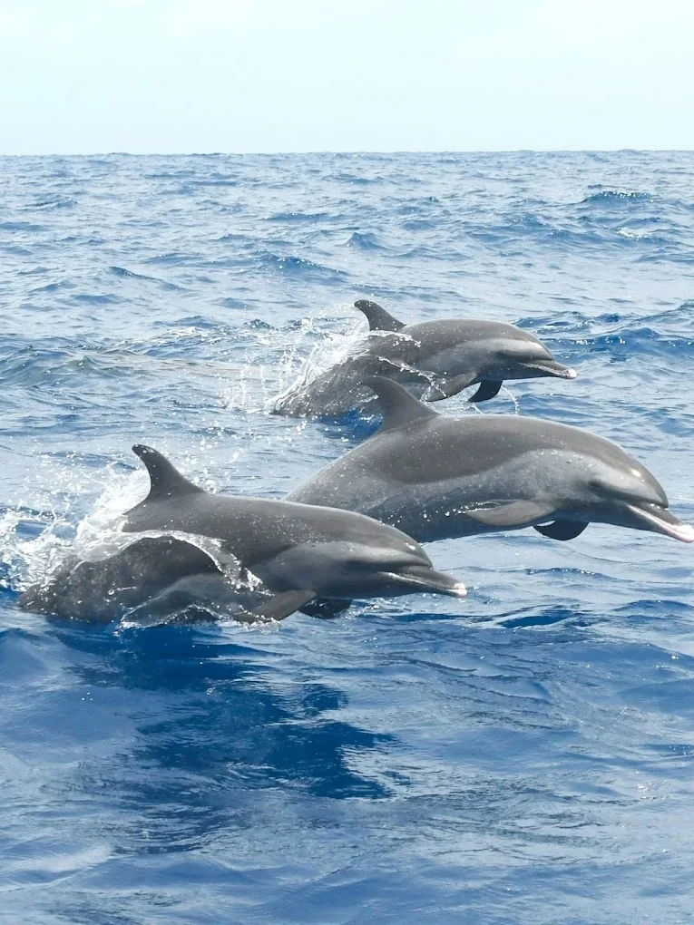 Gwada Pelagic