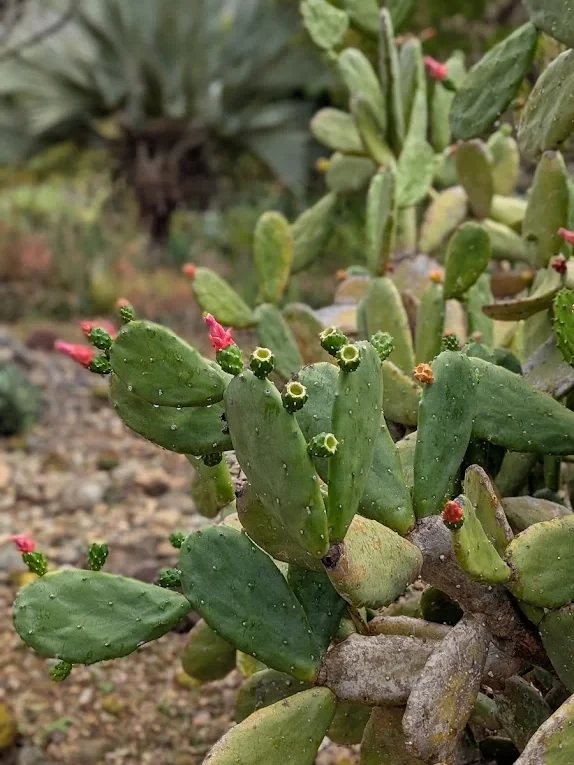 Jardin botanique du désert