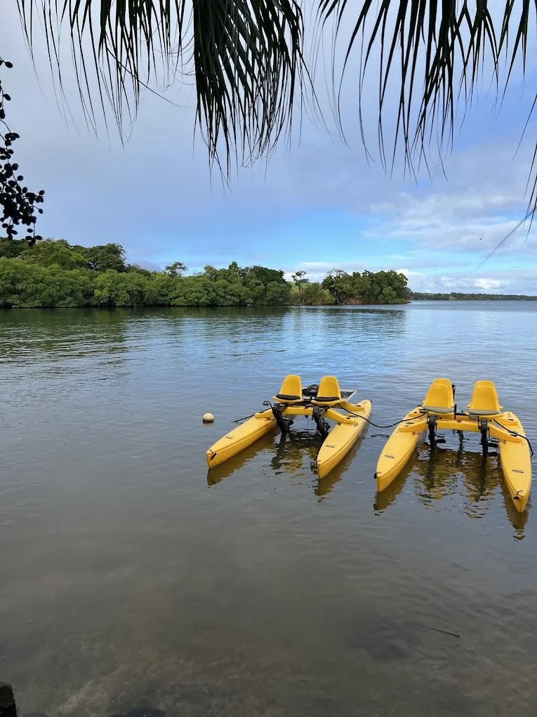 Mangrov Ecotour