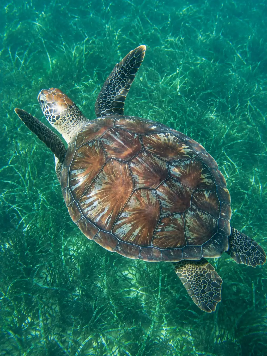 Pack tortue + déjeuner